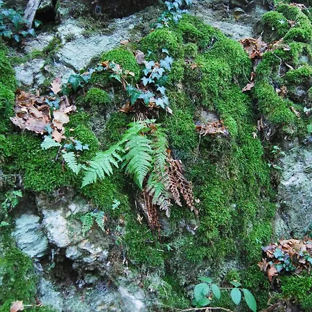 Apartman Gaestehaus An Der Moseltherme *