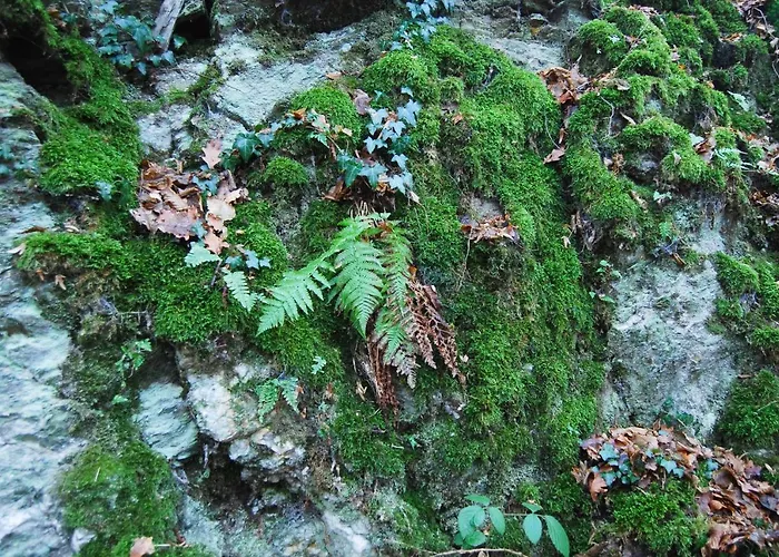 Appartamento Gaestehaus An Der Moseltherme *